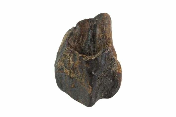 Triceratops Shed Tooth - Montana #93143